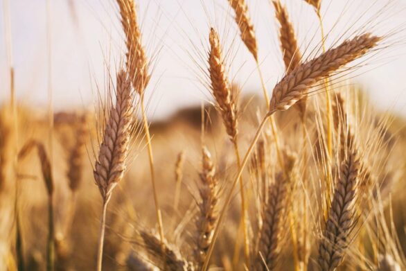 В Україні зростуть ціни на хліб: аграрії різко скорочують посіви зернових культур