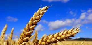 Українське зерно масово бракують за кордоном: що не так з нашим урожаєм - today.ua