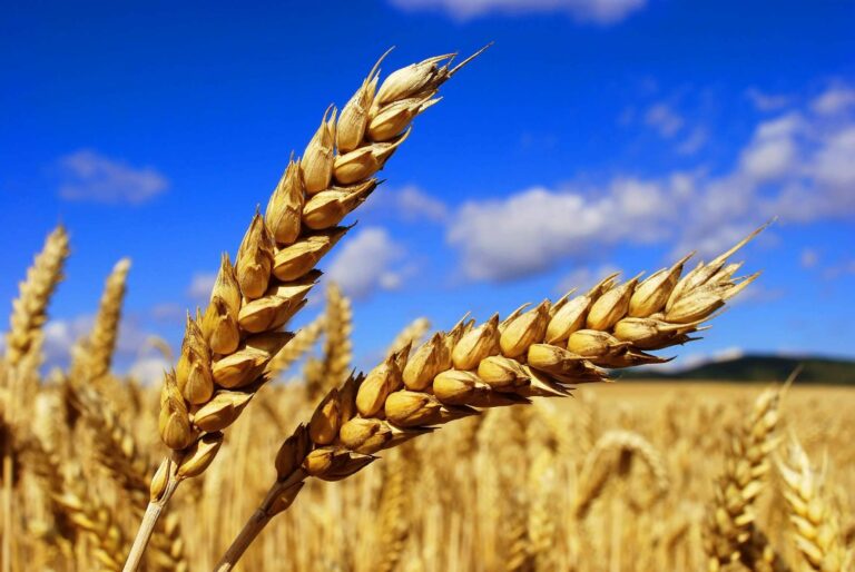 Украинское зерно массово бракуют за границей:  что не так с нашим урожаем - today.ua
