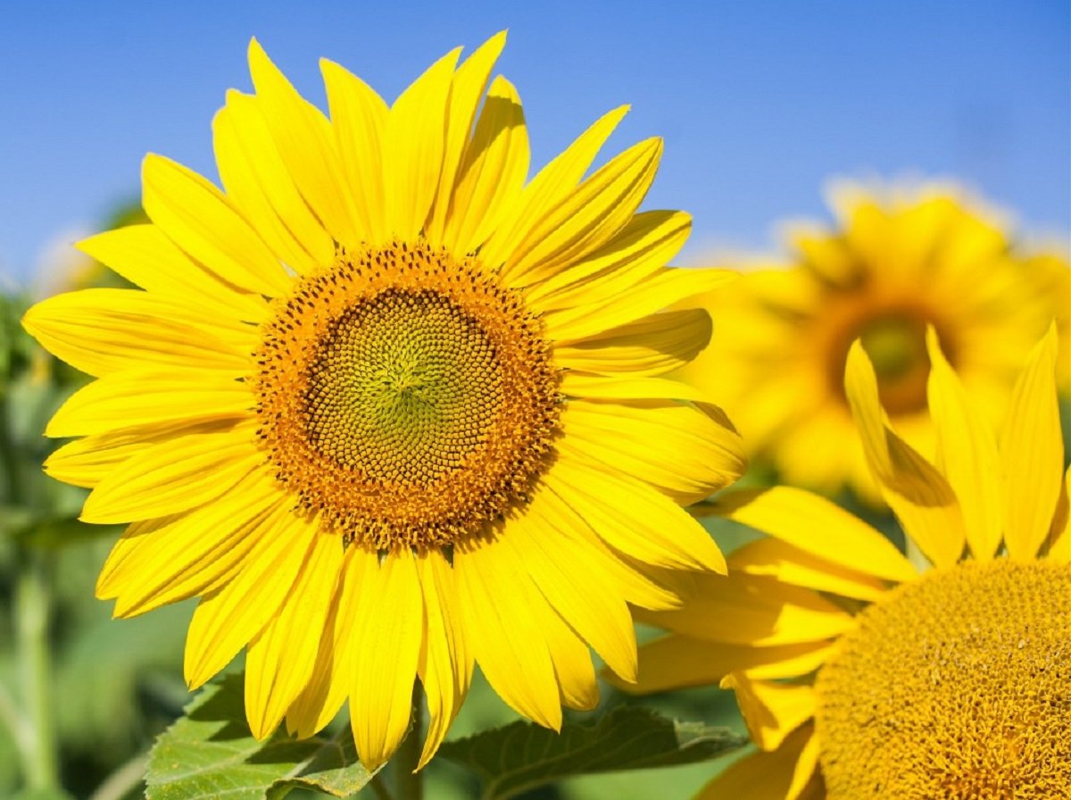 В Украину идет похолодание: прогноз погоды от Укргидрометцентра - today.ua