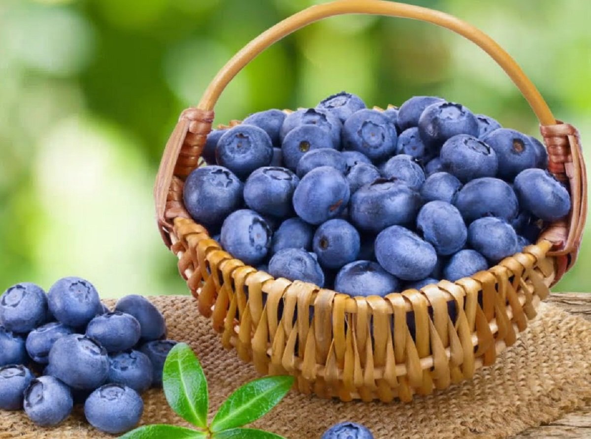 В Україні знизилися ціни на лохину в два рази: корисна ягода стає доступною для всіх