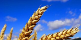 Спека та дощі знищили частину врожаїв пшениці в Україні: як зміняться ціни на зерно - today.ua