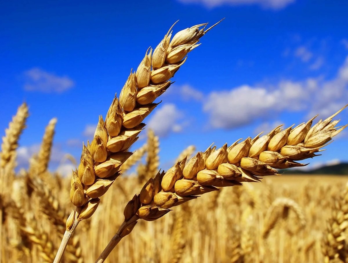 Жара и дожди уничтожили часть урожаев пшеницы в Украине: как изменятся цены на зерно