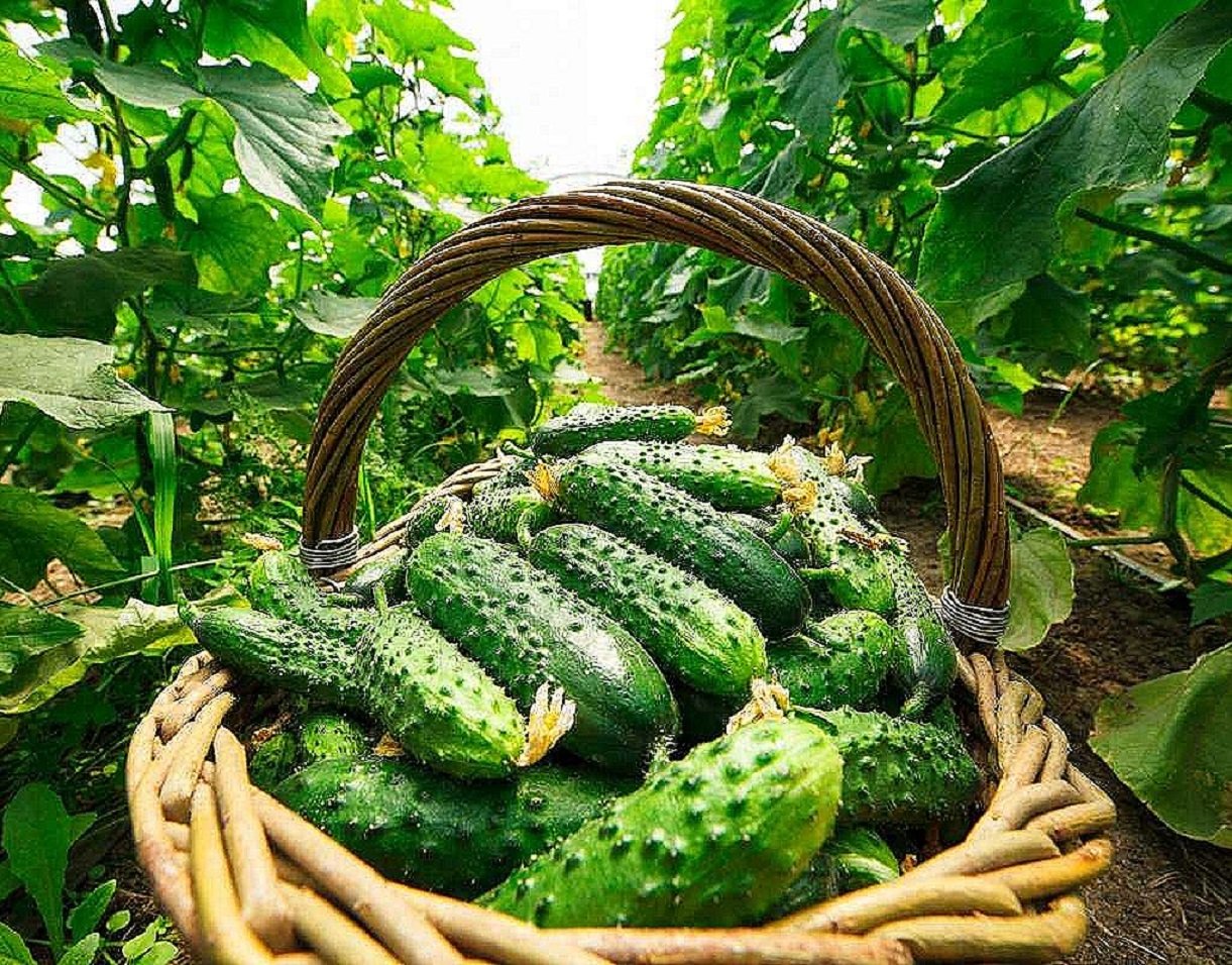 Пізні огірки на дачі: рецепт чудодійного підживлення для отримання рясних врожаїв - today.ua