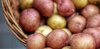 Урожай картоплі гине на полях: ціни на популярний овоч кардинально зміняться - today.ua