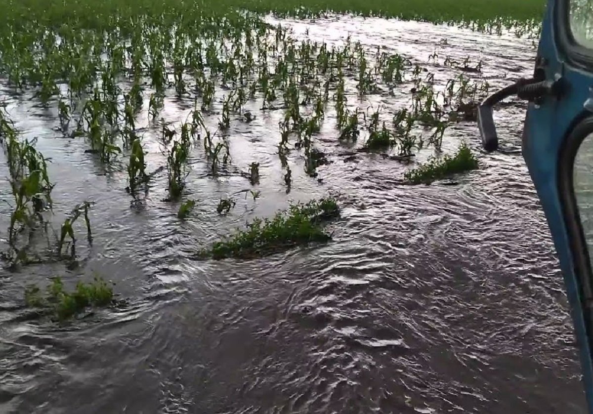 Непогода уничтожила до 50% урожая в Украине: в каких областях сложилась тяжелая ситуация