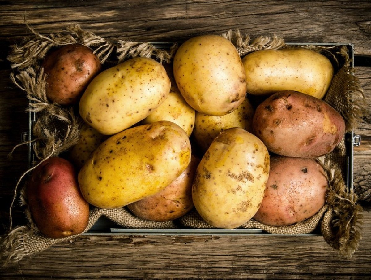 Украина на зиму останется без своего картофеля: фермеры назвали причины гниения овощей