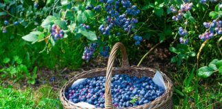 Цены на ягоды в Украине начнут снижаться: когда лучшее время закупить малину, голубику и смородину на зиму - today.ua