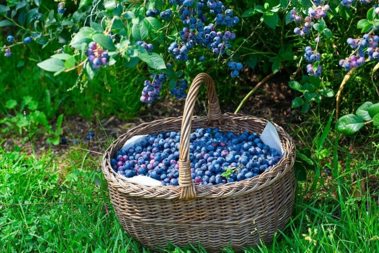 Ціни на ягоди в Україні почнуть знижуватися: коли найкращий час закупити малину,  лохину і смородину на зиму - today.ua