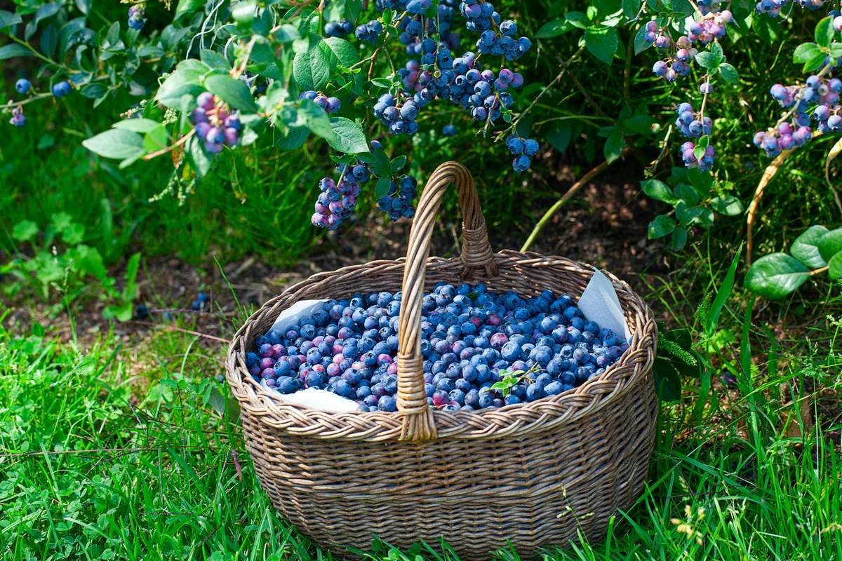 Цены на малину в Украине резко снизились на 60%: сколько стоит ягода на рынках
