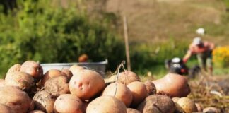 Україна на зиму залишиться без своєї картоплі: фермери розповіли про причини гниття овочів - today.ua