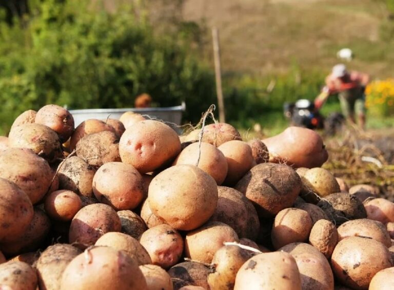 Україна на зиму залишиться без своєї картоплі: фермери розповіли про причини гниття овочів - today.ua