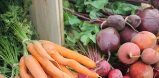 Самая полезная для моркови и свеклы подкормка в июле: корнеплоды вырастут крупными и вкусными - today.ua
