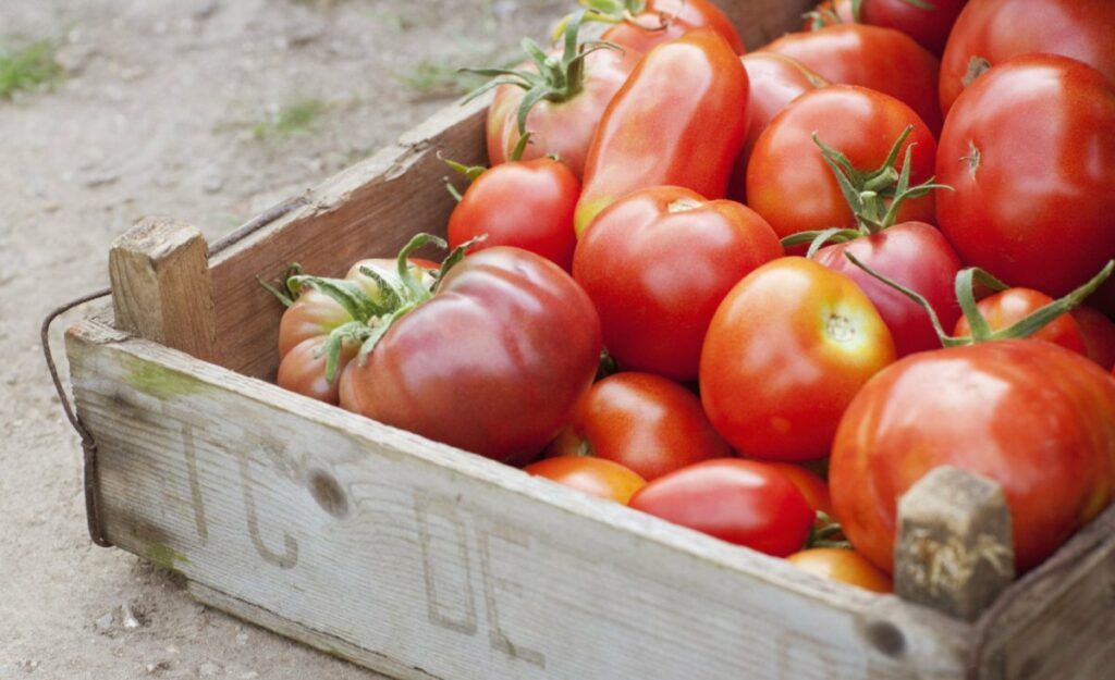 Догляд за помідорами: що робити, щоб плоди не тріскалися і не гнили при дозріванні