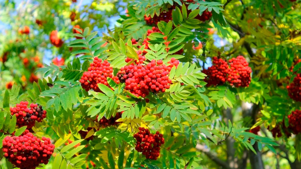 Погода в августе: синоптик прогнозирует аномальный зной и сильные ураганы