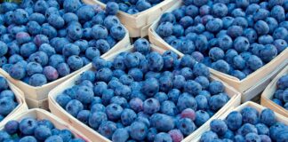 На рынках Украины стартовал сезон черники: где и за сколько продают первые ягоды  - today.ua