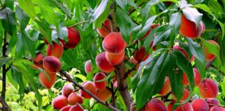 В разгар лета цены на фрукты остаются “зимними“: ждать ли их снижения - today.ua