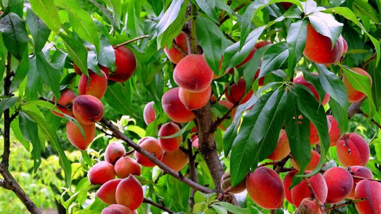 В разгар лета цены на фрукты остаются “зимними“: ждать ли их снижения - today.ua