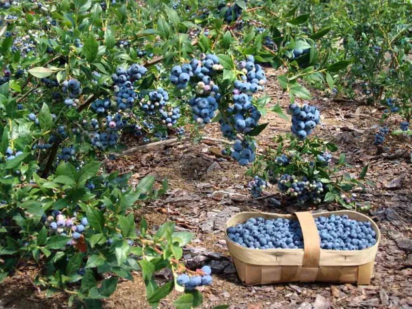 На рынки Украины массово хлынула голубика: сколько стоит полезная ягода, и как меняются цены