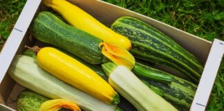 Як збільшити урожай кабачків в розпал сезону: поради дачникам і городникам - today.ua