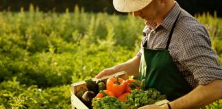 Огурцы, кабачки, горох: какие овощи можно посеять на огороде в начале июля - today.ua