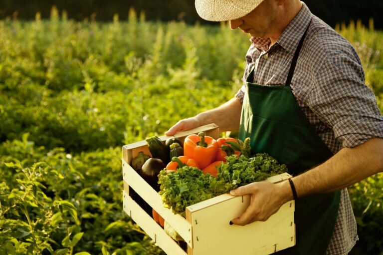 Огурцы, кабачки, горох: какие овощи можно посеять на огороде в начале июля - today.ua