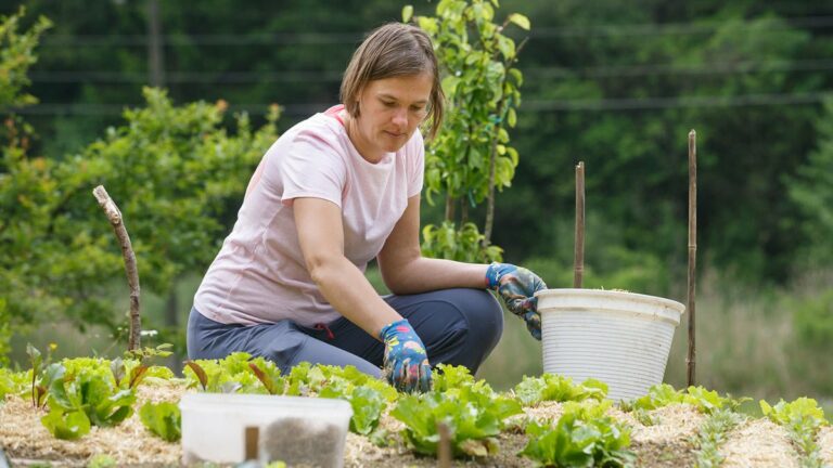 Дешево и эффективно: топ-4 натуральных удобрений для сада и огорода - today.ua
