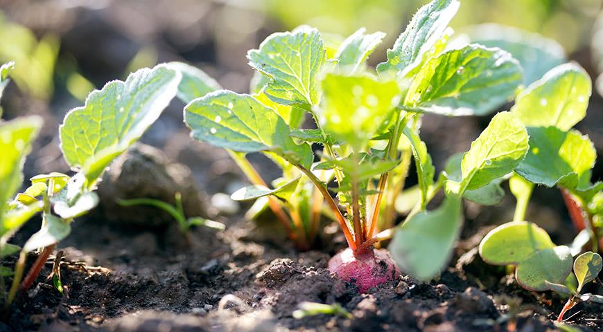 Какие овощи можно посадить на огороде в начале августа