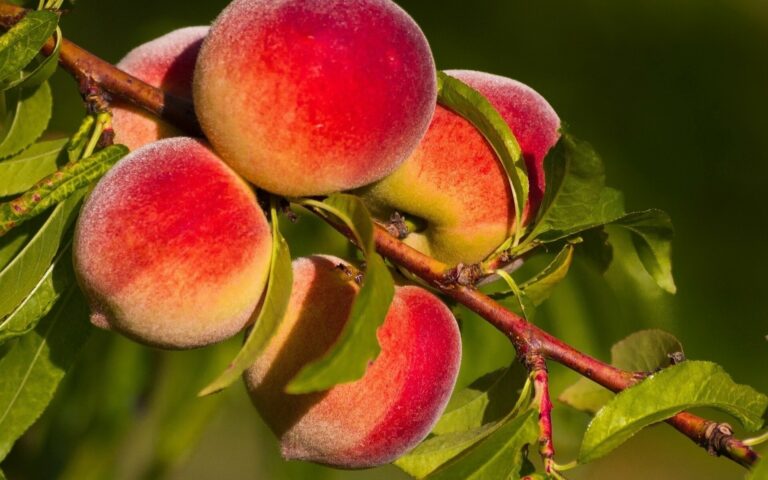 В Украине в этом году уродили персики: за сколько можно будет полакомиться сочным фруктом - today.ua