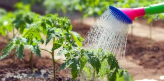 Як правильно поливати овочі та фрукти на городі в 35-градусну спеку - today.ua