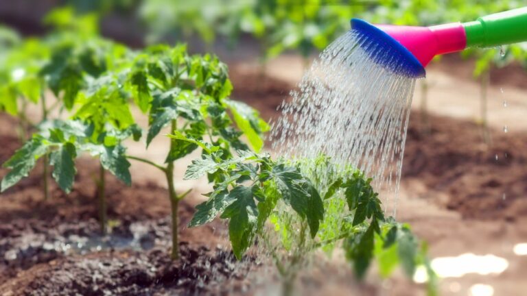 Как правильно поливать овощи и фрукты на огороде в 35-градусную жару    - today.ua