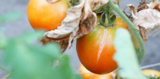 Уход за помидорами: что делать, чтобы плоды не трескались и не гнили при созревании        - today.ua