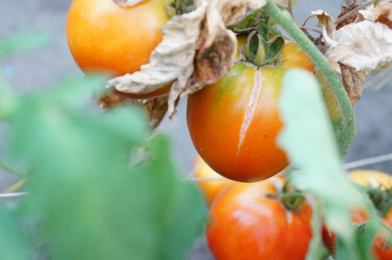 Уход за помидорами: что делать, чтобы плоды не трескались и не гнили при созревании        - today.ua