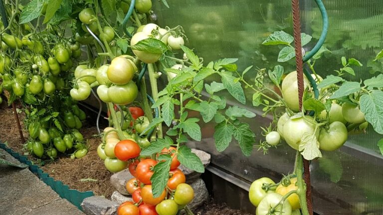 Подкормка помидоров в июле – залог обильного и длительного плодоношения томатов - today.ua