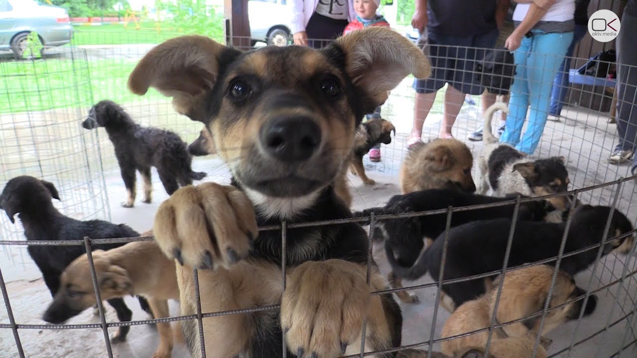 Тварини в Україні отримають "людські" права: що містить ухвалений законопроект про захист чотириногих