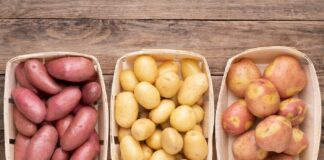 Украинцы на зиму могут остаться без картошки: цены на овощ позднего урожая будут космическими - today.ua