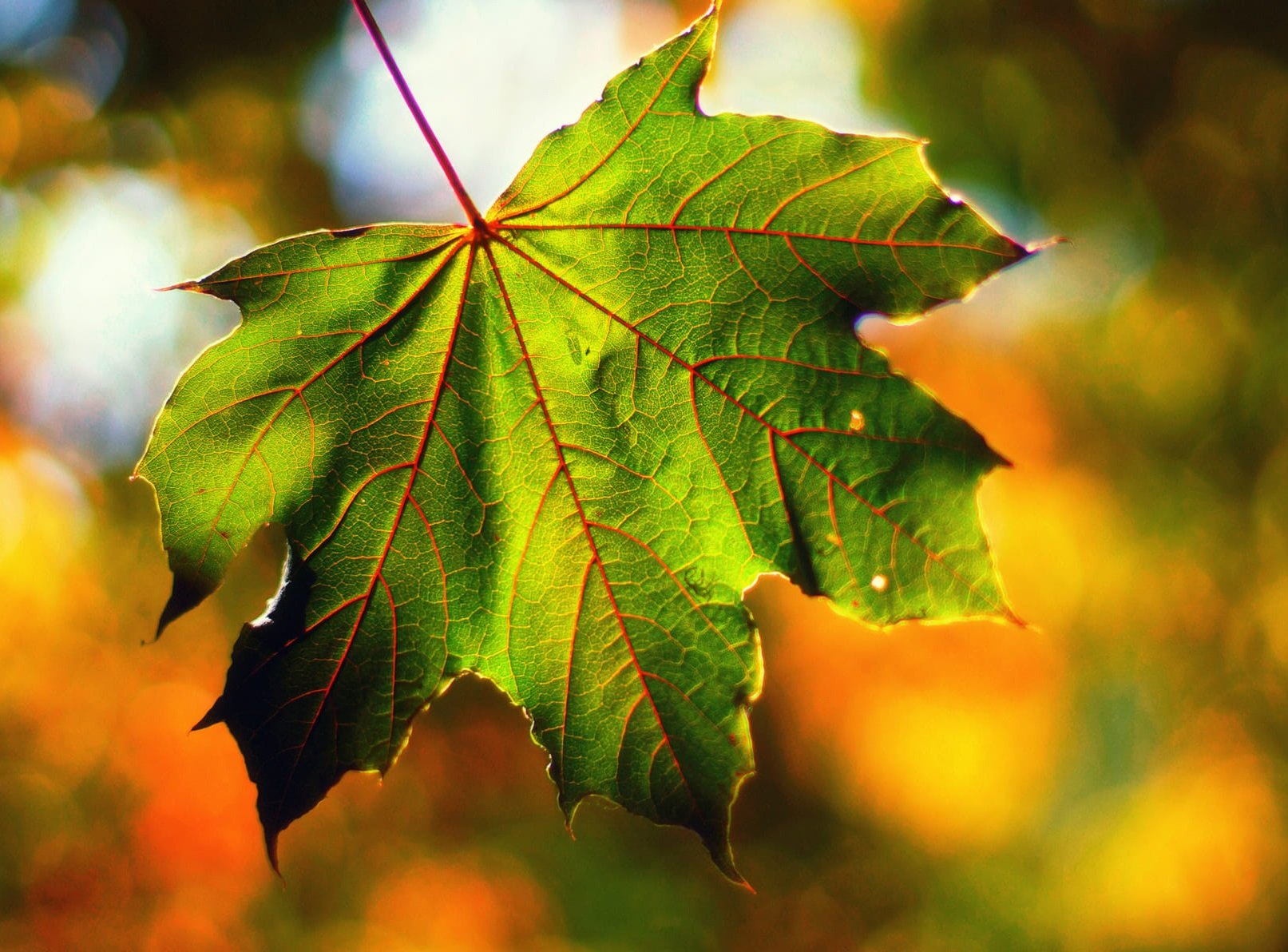В Украине испортится погода на 1 сентября: прогноз Укргидрометцентра на первые дни осени
