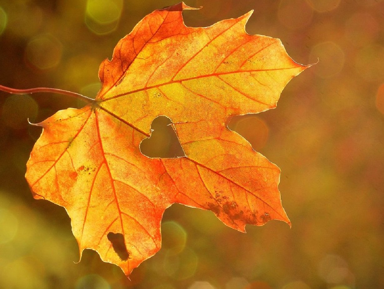 В Україні різко похолодає до +6 градусів: прогноз погоди на початок вересня від Укргідрометцентру