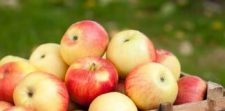 Повернуться ціни 2019 року: в Україні восени подешевшають яблука - today.ua