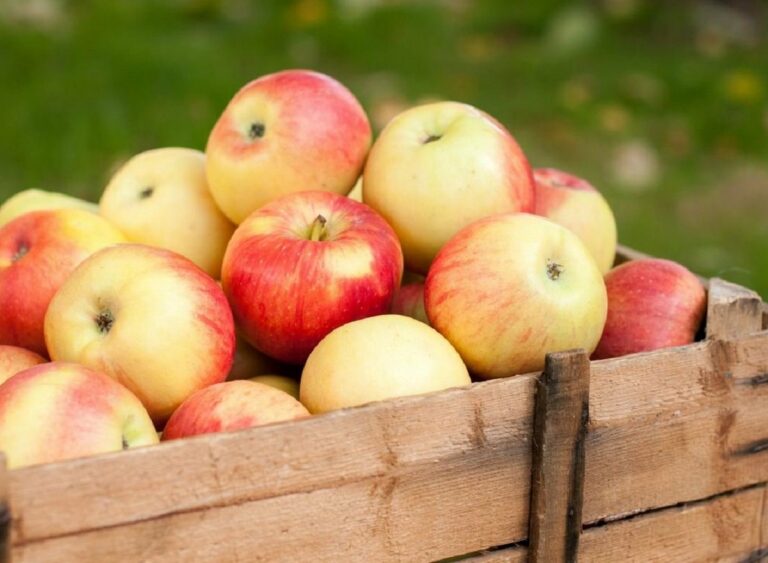 Повернуться ціни 2019 року: в Україні восени подешевшають яблука - today.ua