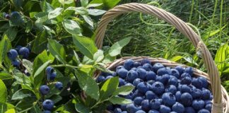 Українські садоводи виростили рекордно велику лохину: одна ягода важить майже 10 грамів - today.ua