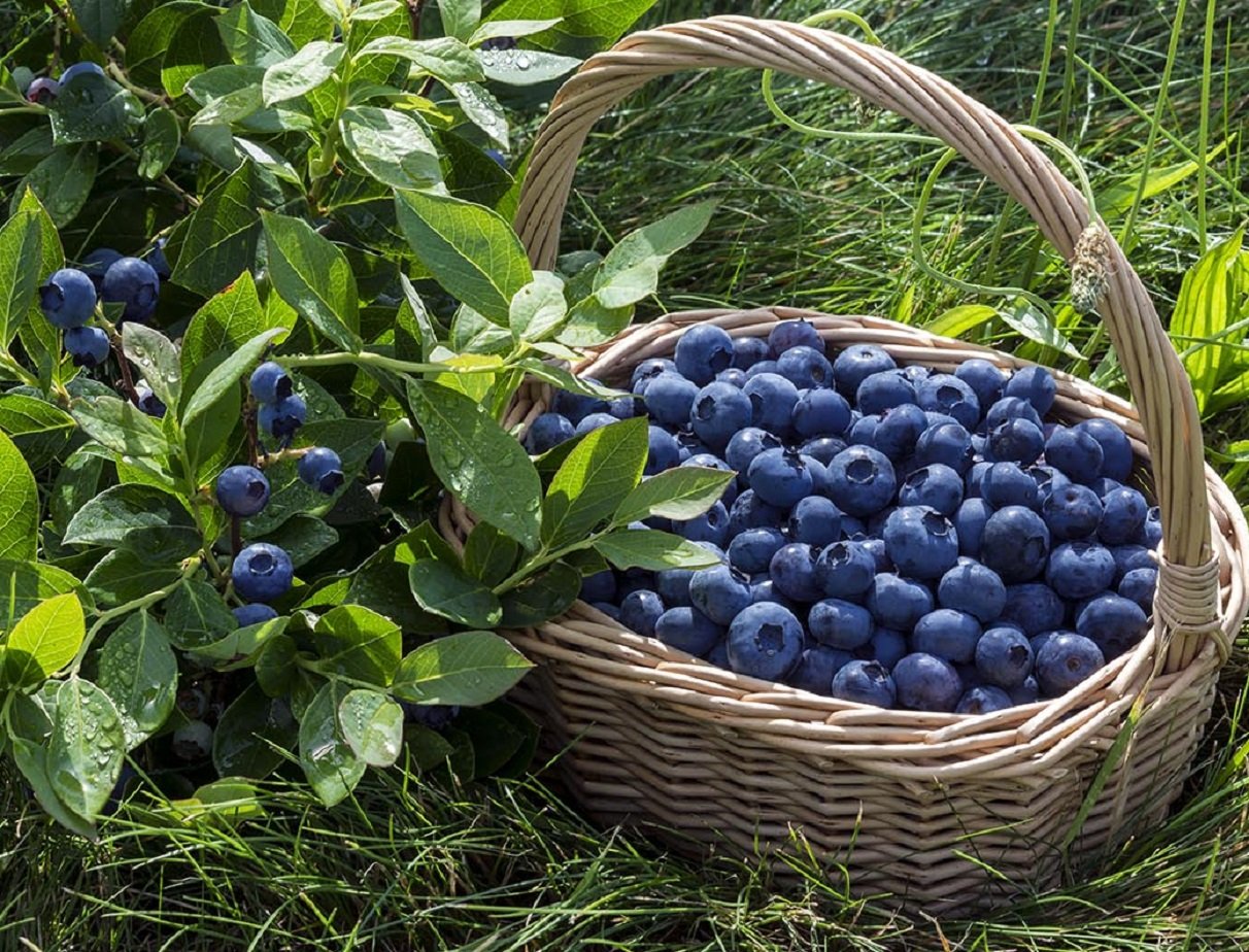 Українські садоводи виростили рекордно велику лохину: одна ягода важить майже 10 грамів - today.ua