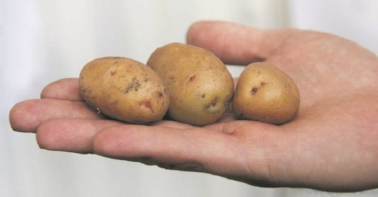 Украинцы на зиму могут остаться без картошки: цены на овощ позднего урожая будут космическими