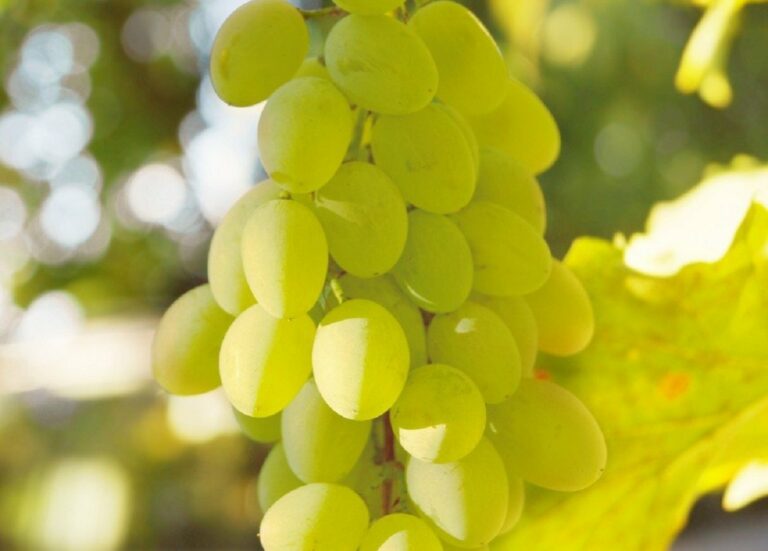 Какие положительные изменения начнутся в организме, если есть белый виноград каждый день - today.ua