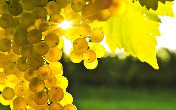 Які позитивні зміни почнуться в організмі, якщо їсти білий виноград щодня