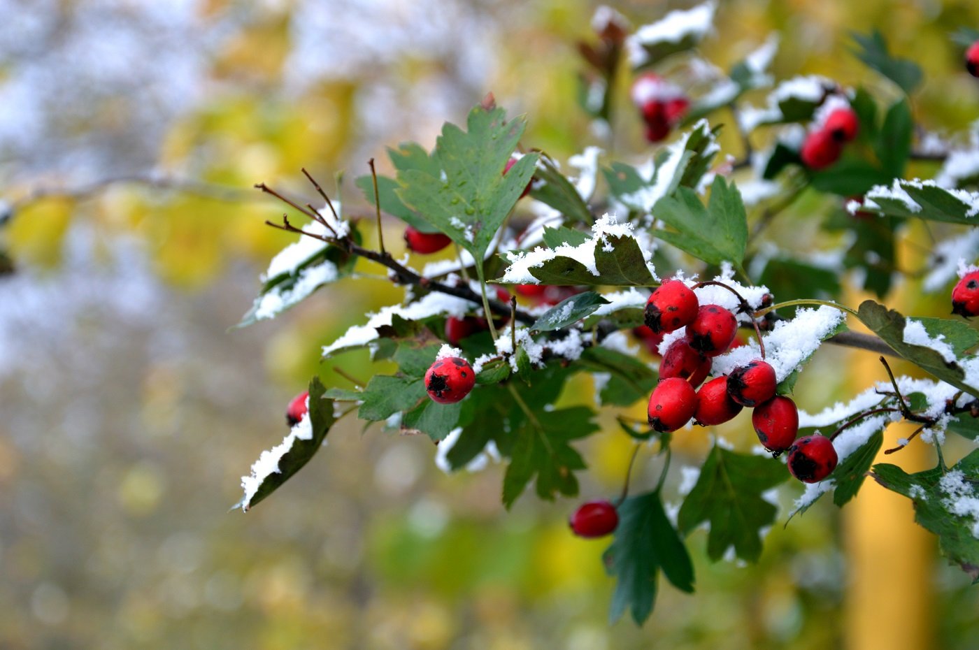 Зима в Україні буде ранньою і холодною: синоптики попередили про перші заморозки в жовтні