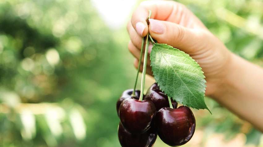 Украинские садоводы вырастили гигантскую черешню: четыре ягоды весят почти 100 граммов