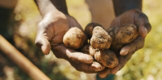 Украина рискует остаться без урожая картофеля: херсонские фермеры назвали причину - today.ua