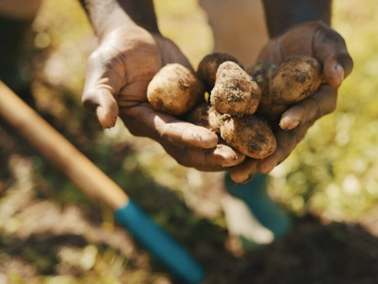 Україна ризикує залишитися без врожаю картоплі: херсонські фермери назвали причину - today.ua