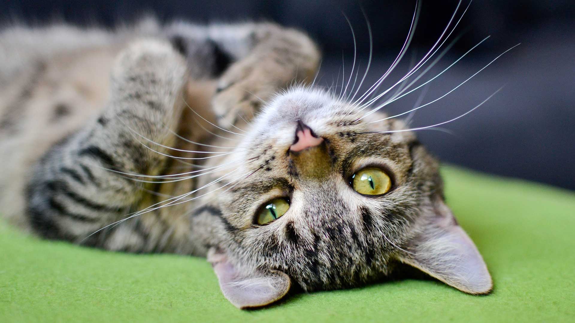 Четыре самых ленивых знака Зодиака среди мужчин и женщин - today.ua